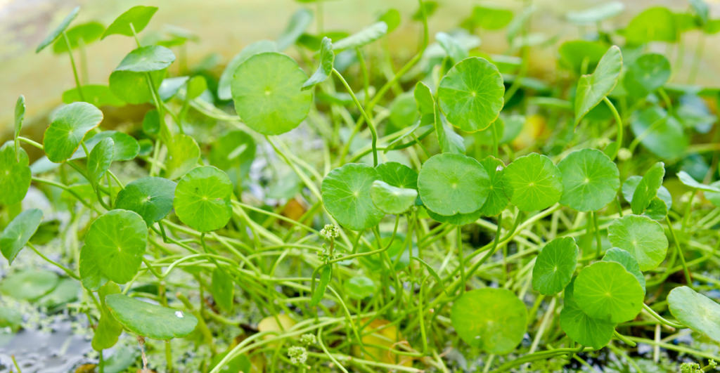 Centella asiatica выращивание 42